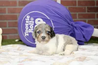 BLUE MERLE/WHITE MALE COCKAPOO 101, a male Cockapoo for sale in Pittsburg, KS – 4 of 4