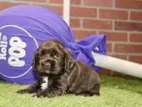 CHOCOLATE FEMALE COCKER 089, a female Cocker Spaniel for sale in Pittsburg, KS – 4 of 4