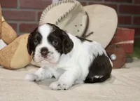 CHOCOLATE/WHITE MALE COCKER 209, a male Cocker Spaniel for sale in Pittsburg, KS – 2 of 4