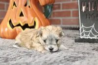 GRIZZLE MORKIE MALE 3027, a male Morkie for sale in Pittsburg, KS – 3 of 5