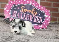 TRI COLORED MORKIE FEMALE 3028, a female Morkie for sale in Pittsburg, KS – 3 of 5