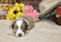RED/WHITE MERLE FEMALE TOY AUSSIE 200, a female Toy Australian Shepherd for sale in Pittsburg, KS – 2 of 4
