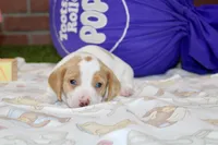 CREAM/WHITE PIED MALE 090, a female Dachshund for sale in Pittsburg, KS – 3 of 4
