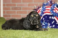 BLACK/TAN MALE COCKER 992, a male Cocker Spaniel for sale in Pittsburg, KS – 3 of 4