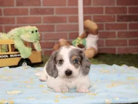 BLUE PIEBALD MALE DACHSHUND 121, a male Miniature Dachshund for sale in Pittsburg, KS – 1 of 4