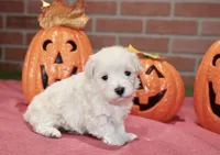 CREAM MALTIPOO MALE 3048, a male Maltipoo for sale in Pittsburg, KS – 2 of 5