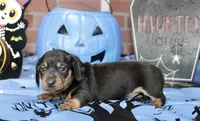BLACK/TAN MALE DACHSHUND 2970, a male Miniature Dachshund for sale in Pittsburg, KS – 3 of 4