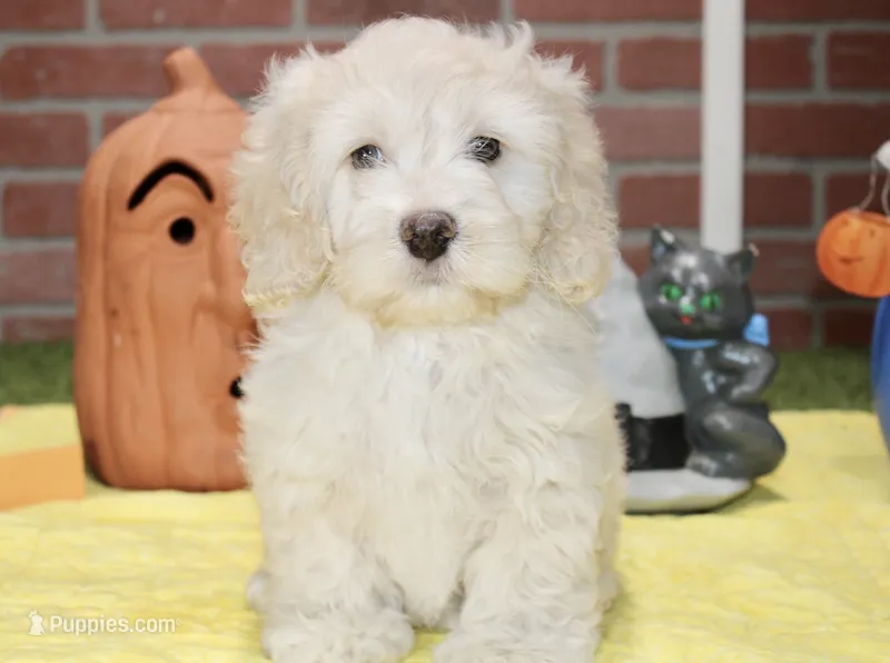 CREAM COCKAPOO MALE 201 – Cockapoo puppy for sale in Pittsburg, KS