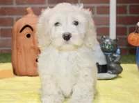 CREAM COCKAPOO MALE 201, a male Cockapoo for sale in Pittsburg, KS – 1 of 9