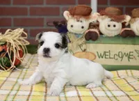 TRI MORKIE FEMALE 3046, a female Morkie for sale in Pittsburg, KS – 4 of 5