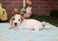CREAM PIEBALD MALE DACHSHUND 123, a male Miniature Dachshund for sale in Pittsburg, KS – 4 of 4
