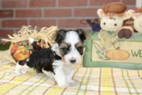 TRI MORKIE FEMALE 3045, a female Morkie for sale in Pittsburg, KS – 4 of 5