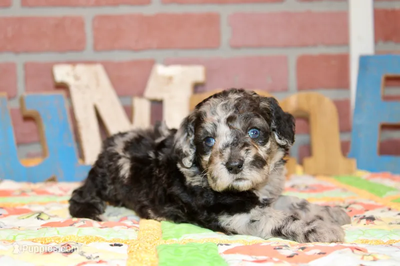 MINI MALE COCKAPOO 963 – Cockapoo puppy for sale in Pittsburg, KS