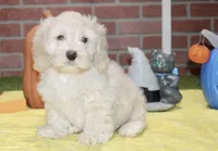 CREAM COCKAPOO MALE 201, a male Cockapoo for sale in Pittsburg, KS – 2 of 9