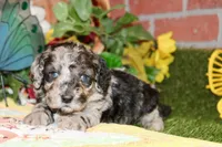 MINI MALE COCKAPOO 963, a female Cockapoo for sale in Pittsburg, KS – 2 of 5