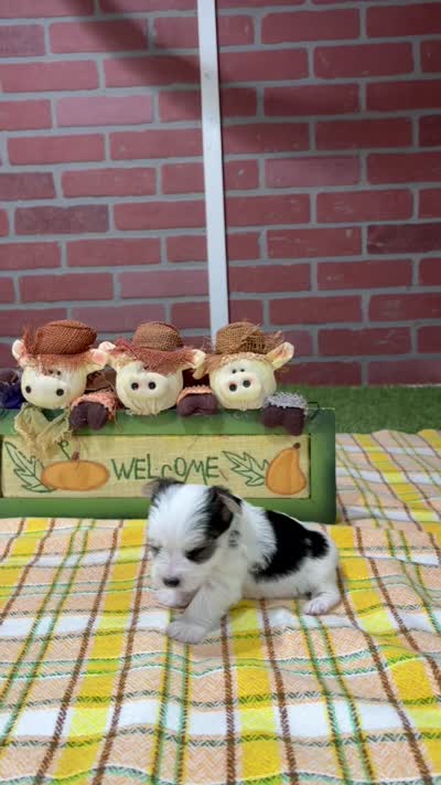 TRI MORKIE MALE 3042, a male Morkie for sale in Pittsburg, KS – 5 of 5