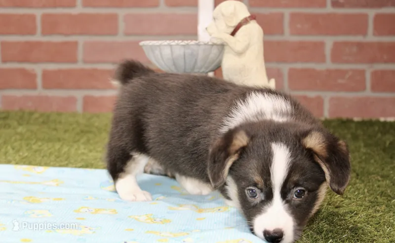 PEMBROKE CARDIGAN CORGI MALE 3171 – Cardigan Welsh Corgi, Pembroke Welsh Corgi puppy for sale in Pittsburg, KS