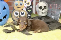 CHOCOLATE/TAN MALE DACHSHUND 3214, a male Miniature Dachshund for sale in Pittsburg, KS – 4 of 5
