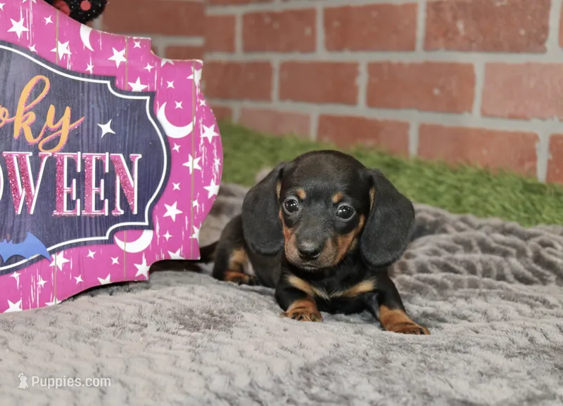 BLACK/TAN FEMALE DACHSHUND 3219 – Miniature Dachshund puppy for sale in Pittsburg, KS