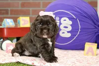   CHOCOLATE FEMALE COCKER 095, a male Cocker Spaniel for sale in Pittsburg, KS – 2 of 4