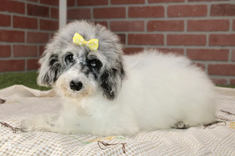 WHITE AND MERLE FEMALE COCKAPOO 968 – Cockapoo puppy for sale in Pittsburg, KS