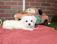WHITE MALE MALTESE 3127, a male Maltese for sale in Pittsburg, KS – 2 of 4