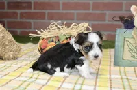 TRI MORKIE FEMALE 3045, a female Morkie for sale in Pittsburg, KS – 2 of 5