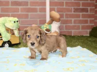 SHADED DAPPLE CREAM MALE DACHSHUND 122, a male Miniature Dachshund for sale in Pittsburg, KS – 4 of 4