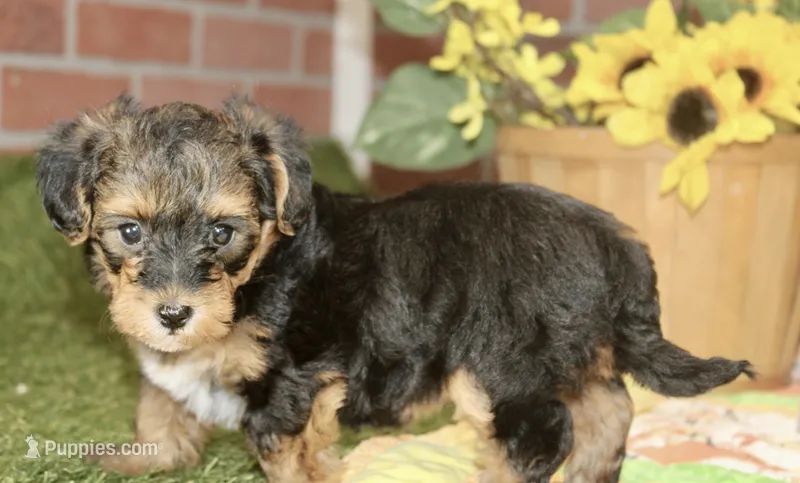 BLACK/TAN FEMALE YORKIEPOO 198 – Yorkipoo puppy for sale in Pittsburg, KS