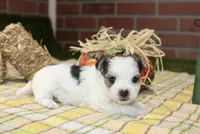 TRI MORKIE FEMALE 3046, a female Morkie for sale in Pittsburg, KS – 3 of 5