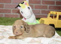 CREAM FEMALE 179, a female Miniature Dachshund for sale in Pittsburg, KS – 3 of 4