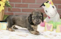 SHADED CREAM FEMALE 210, a female Miniature Dachshund for sale in Pittsburg, KS – 4 of 4