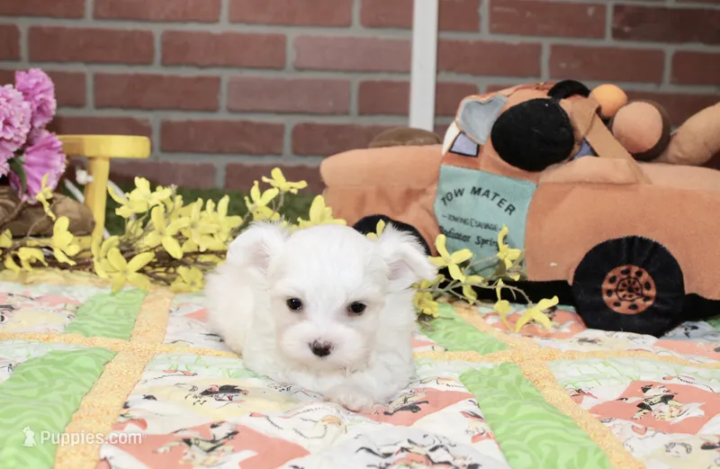 WHITE/CREAM FEMALE MORKIE 3153 – Morkie puppy for sale in Pittsburg, KS