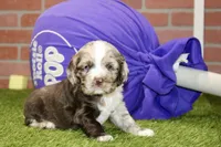 CHOCOLATE MERLE COCKER FEMALE, a female Cocker Spaniel for sale in Pittsburg, KS – 1 of 4