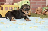 BLACK/TAN MALE YORKIEPOO 176, a male Yorkipoo for sale in Pittsburg, KS – 3 of 4