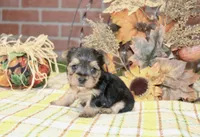 BLACK/TAN MORKIE FEMALE 3037, a female Morkie for sale in Pittsburg, KS – 3 of 5