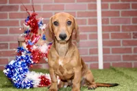 SHADED RED MALE! 001, a male Miniature Dachshund for sale in Pittsburg, KS – 10 of 10