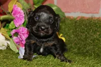 BLACK MALE 017, a male Cocker Spaniel for sale in Pittsburg, KS – 5 of 7