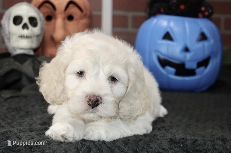 CREAM COCKAPOO MALE 201 – Cockapoo puppy for sale in Pittsburg, KS