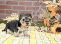BLACK/TAN MORKIE FEMALE 3037, a female Morkie for sale in Pittsburg, KS – 4 of 5
