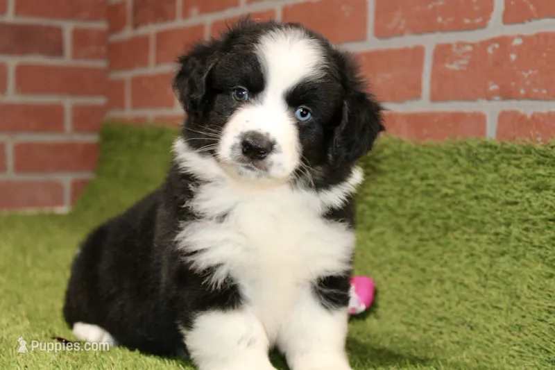 MALE BLACK/WHITE AUGGIE 981 – Australian Shepherd, Pembroke Welsh Corgi puppy for sale in Pittsburg, KS