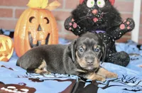 BLACK/TAN MALE DACHSHUND 3020, a male Miniature Dachshund for sale in Pittsburg, KS – 4 of 4