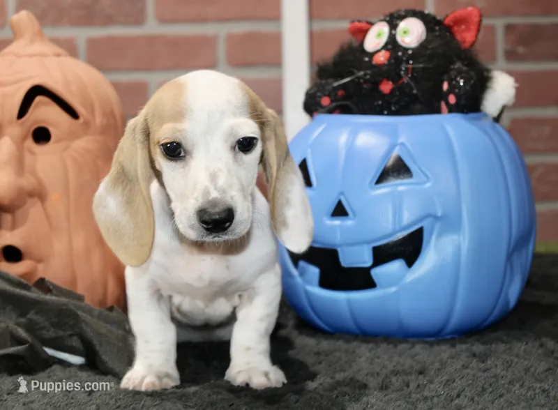 CREAM PIEBALD MALE DACHSHUND 123 – Miniature Dachshund puppy for sale in Pittsburg, KS