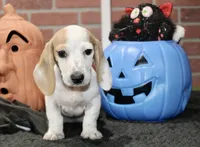 CREAM PIEBALD MALE DACHSHUND 123, a male Miniature Dachshund for sale in Pittsburg, KS – 1 of 8