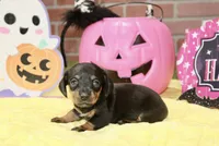 BLACK/TAN FEMALE DACHSHUND 3219, a female Miniature Dachshund for sale in Pittsburg, KS – 2 of 5