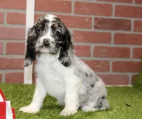 BLUE MERLE MALE 994, a male Cocker Spaniel for sale in Pittsburg, KS – 4 of 4