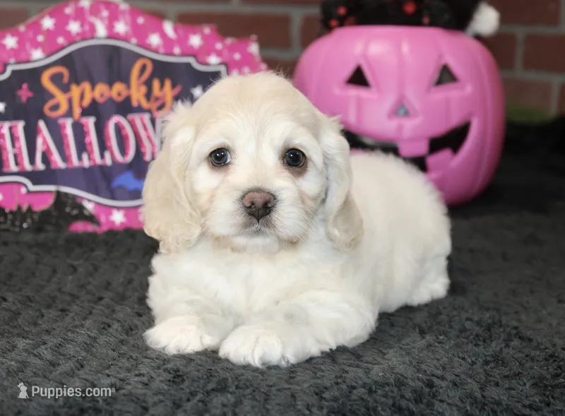 CREAM FEMALE COCKAPOO 203 – Cockapoo puppy for sale in Pittsburg, KS