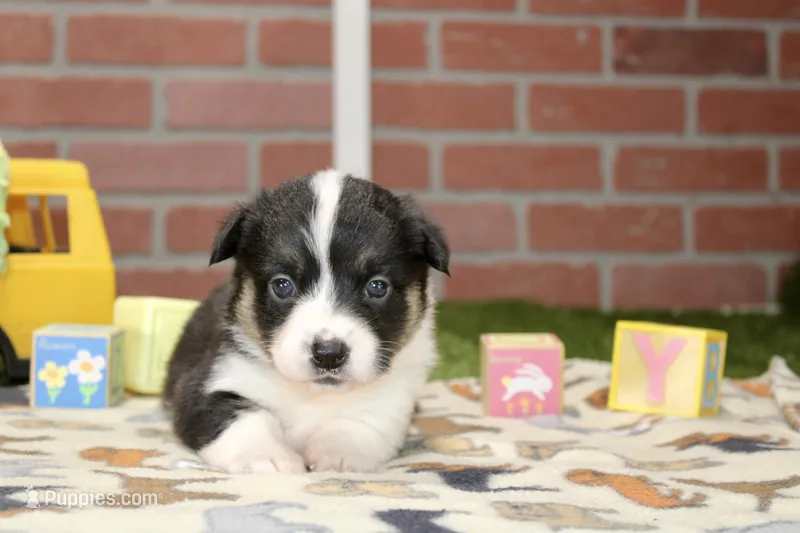 PEMBROKE CARDIGAN CORGI FEMALE 3175 – Cardigan Welsh Corgi, Pembroke Welsh Corgi puppy for sale in Pittsburg, KS