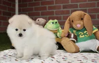 CREAM MALE POMERANIAN 3108, a male Pomeranian for sale in Pittsburg, KS – 3 of 4