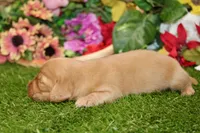 AKC DARK CREAM MALE 012, a male Dachshund for sale in Pittsburg, KS – 4 of 6